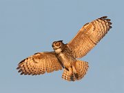 IMG_9500-alt-c1-web * Great Horned Owl (male); Joe Overstreet Landing, FL. * Great Horned Owl (male); Joe Overstreet Landing, FL.