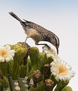 IMG_9655-c1-alt2-web * Cactus Wren on Saguaro; Sonoran Desert Museum, Tucson, AZ. * Cactus Wren on Saguaro; Sonoran Desert Museum, Tucson, AZ.