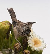 IMG_9661-c1-web * Cactus Wren; Sonoran Desert Museum, Tucson, AZ. * Cactus Wren; Sonoran Desert Museum, Tucson, AZ.