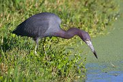 IMG_9668-alt-web * Little Blue Heron; Viera Wetlands, FL. * Little Blue Heron; Viera Wetlands, FL.