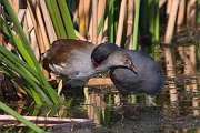 IMG_9797-alt-web * Common Moorhen and chick; Viera Wetlands, FL. * Common Moorhen and chick; Viera Wetlands, FL.