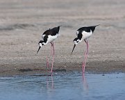 IMG_9856-c1-web * Black-necked Stilts; South Padre Island Convention Center, TX. * Black-necked Stilts; South Padre Island Convention Center, TX.