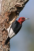 IMG_9926-web * Red-headed Woodpecker * Red-headed Woodpecker
