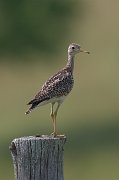 IMG_9983-web * Upland Sandpiper; Pellston, MI. * Upland Sandpiper; Pellston, MI.