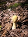 100-0049_IMG * Yellow-orange Fly Agaric (amanita muscaria var. formosa).  Lake Ann, MI (2001)
 * 1200 x 1600 * (776KB)