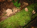 100-0051_IMG * Crown-tipped coral (clavicorona pyxidata).  Lake Ann, MI (2001) * 1600 x 1200 * (883KB)