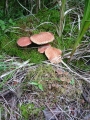 100-0059_IMG * Gilled bolete (phylloporus rhodoxanthus).  Grass River Natural Area, MI (2001)
 * 1200 x 1600 * (941KB)