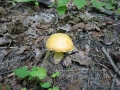 100-0061_IMG * Yellow-orange Fly Agaric (amanita muscaria var. formosa).  Lake Ann, MI (2001)
 * 1024 x 768 * (376KB)