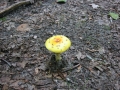 100-0062_IMG * Yellow-orange Fly Agaric (amanita muscaria var. formosa).  Lake Ann, MI (2001)
 * 1024 x 768 * (429KB)