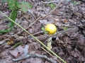 100-0066_IMG * Yellow blusher (Amanita flavorubescens).  Grass River Natural Area, MI (2001)
 * 1024 x 768 * (369KB)