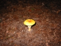 100-0068_IMG * Yellow patches (amanita flavoconia).  Grass River Natural Area, MI (2001)
 * 1024 x 768 * (364KB)