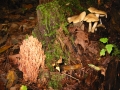 107-0771_IMG * Green-tipped (?) coral (ramaria apiculata).  Lake Ann, MI (2002) * 1600 x 1200 * (781KB)