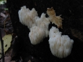 107-0779_IMG * Bear's head tooth (hericium coralloides).  Lake Ann, MI (2002) * 1600 x 1200 * (317KB)