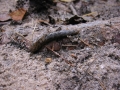 107-0780_IMG * Slug.  Lake Ann, MI (2002)
 * 1600 x 1200 * (759KB)