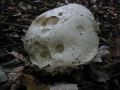 107-0787_IMG * Giant puffball (calvatia gigantea).  Ryerson Preserve, IL (2002) * 1600 x 1200 * (435KB)