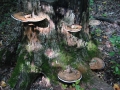 107-0790_IMG * Mustard-yellow polypore (phellinus gilvus).  Ryerson Preserve, IL (2002)
 * 1600 x 1200 * (814KB)