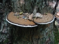 107-0791_IMG * Mustard-yellow polypore (phellinus gilvus).  Ryerson Preserve, IL (2002)
 * 1600 x 1200 * (634KB)