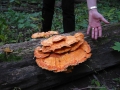 107-0796_IMG * Chicken mushroom (laetiporus sulphureus).  Ryerson Preserve, IL (2002) * 1600 x 1200 * (539KB)