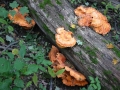 107-0797_IMG * Chicken mushroom (laetiporus sulphureus).  Ryerson Preserve, IL (2002) * 1600 x 1200 * (789KB)