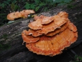 107-0798_IMG * Chicken mushroom (laetiporus sulphureus).  Ryerson Preserve, IL (2002) * 1600 x 1200 * (502KB)