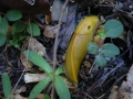 108-0867_IMG * Banana slug.  Portola Redwoods State Park, CA (February 2003)
 * 1600 x 1200 * (470KB)