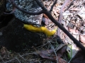 108-0871_IMG * Banana slug.  Portola Redwoods State Park, CA (February 2003)
 * 1600 x 1200 * (630KB)