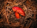 108-0872_IMG * Fading scarlet waxy cap (hygrophorus miniatus).  Portola Redwoods State Park, CA (February 2003)
 * 1600 x 1200 * (771KB)