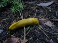 108-0876_IMG * Banana slug.  Portola Redwoods State Park, CA (February 2003)
 * 1600 x 1200 * (578KB)