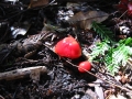 108-0877_IMG * Fading scarlet waxy cap (hygrophorus miniatus).  Portola Redwoods State Park, CA (February 2003) * 1600 x 1200 * (673KB)