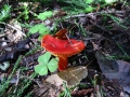 108-0878_IMG * Fading scarlet waxy cap (hygrophorus miniatus).  Portola Redwoods State Park, CA (February 2003) * 1600 x 1200 * (679KB)