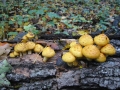 112-1230_IMG * Golden pholiota (pholiota aurivella). Ryerson Preserve, IL (October 2003)
 * 1600 x 1200 * (689KB)