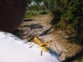 112-1241_IMG * Grasshopper.  The Savannas, Port St Lucie, FL (November, 2003) * 1600 x 1200 * (487KB)