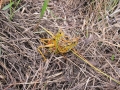 112-1246_IMG * Grasshopper sex.  The Savannas, Port St Lucie, FL (November, 2003) * 1200 x 900 * (312KB)