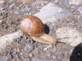 115-1596_IMG * Escargot!  Les Houches, FR (June 2004) * 1200 x 900 * (313KB)