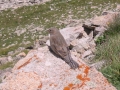 117-1733_IMG * Brown-capped Rosy-finch, endemic to high altitudes in the Colorado Rockies!
Buckskin Pass, CO (July 2004) * 800 x 600 * (120KB)