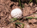 117-1734_IMG * Mushrooms at 12,000 feet!  Buckskin Pass, CO (July 2004) * 800 x 600 * (179KB)