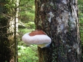 117-1743_IMG * Red-belted polypore (fomitopsis pinicola).  Cypress Provincial Park, Vancouver, BC (August 2004) * 1600 x 1200 * (788KB)