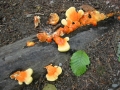 117-1748_IMG * Chicken Mushroom (laetiporus sulphureus).  Pacific Spirit Regional Park, Vancouver, BC (August 2004) * 1600 x 1200 * (522KB)