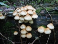 117-1753_IMG * Sharp-scaly pholiota (pholiota squarrosoides).  Grass River Natural Area (September 2004) * 1600 x 1200 * (694KB)