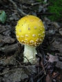 117-1761_IMG * Yellow patches (amanita flavoconia).  Grass River Natural Area (September 2004) * 900 x 1200 * (169KB)