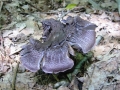 117-1764_IMG * Violet cort (cortinarius violaceus).  Grass River Natural Area (September 2004) * 1200 x 900 * (274KB)