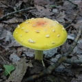 117-1765_IMG * Yellow-orange fly agaric (amanita muscaria).  Grass River Natural Area (September 2004) * 1000 x 1000 * (147KB)