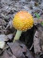 117-1768_IMG * Yellow patches (amanita flavoconia).  Grass River Natural Area (September 2004) * 900 x 1200 * (210KB)