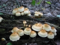 117-1769_IMG * Sharp-scaly pholiota (pholiota squarrosoides).  Grass River Natural Area (September 2004) * 1600 x 1200 * (686KB)