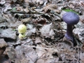 117-1773_IMG * Violet cort (cortinarius violaceus); note the tiny snail crawling along the amanita on the left!
Grass River Natural Area, MI (September 2004) * 1600 x 1200 * (733KB)