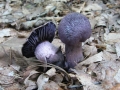 117-1778_IMG * Violet cort (cortinarius violaceus).  Grass River Natural Area, MI (September, 2004) * 1200 x 900 * (232KB)