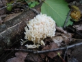 117-1780_IMG * White coral (ramariopsis kunzei).  Grass River Natural Area, MI (September 2004) * 1600 x 1200 * (515KB)