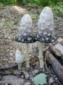 117-1784_IMG * Shaggy mane (coprinus comatus).  Grass River Natural Area, MI (September, 2004) * 1200 x 1600 * (444KB)