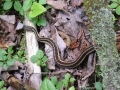 117-1785_IMG * Garter snake.  Sand Lakes Quiet Area, MI (September 2004) * 1200 x 900 * (254KB)