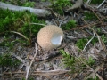 117-1788_IMG * Spiny puffball (lycoperdum echinatum).  Sand Lakes Quiet Area, MI (September, 2004) * 1200 x 900 * (274KB)